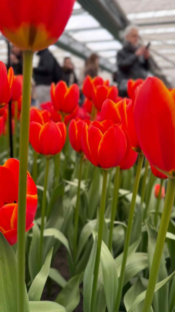 Recorre la ciudad de Ámsterdam y descubre qué hacer y algunas recomendaciones prácticas.